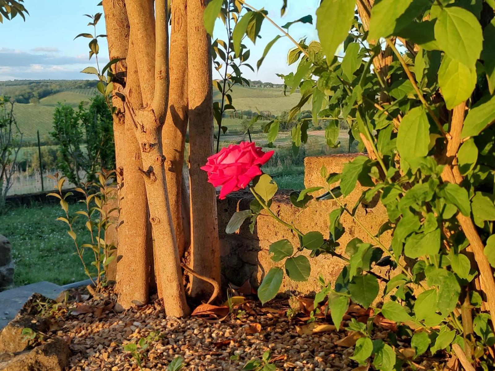 시에나 Il Giardino Del Chianti 아파트 외부 사진